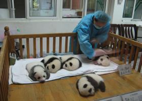 Taking care newborn pandas